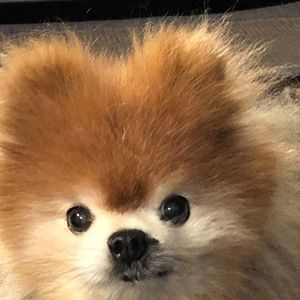 Meet your Posher, Antonia